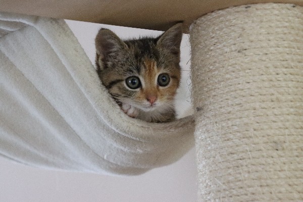 Tricolor tabby kitten in a hammock